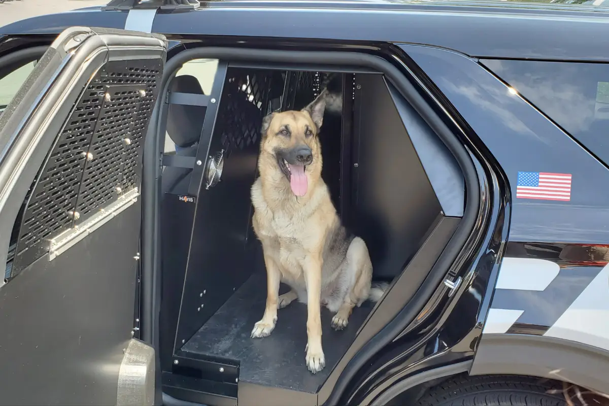 German shepherd seated in a K9 transport insert in the rear compartment of a marked Ford Police Interceptor Utility